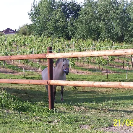 Prázdninový dům Stone House In A Vineyard With Swimming Pool